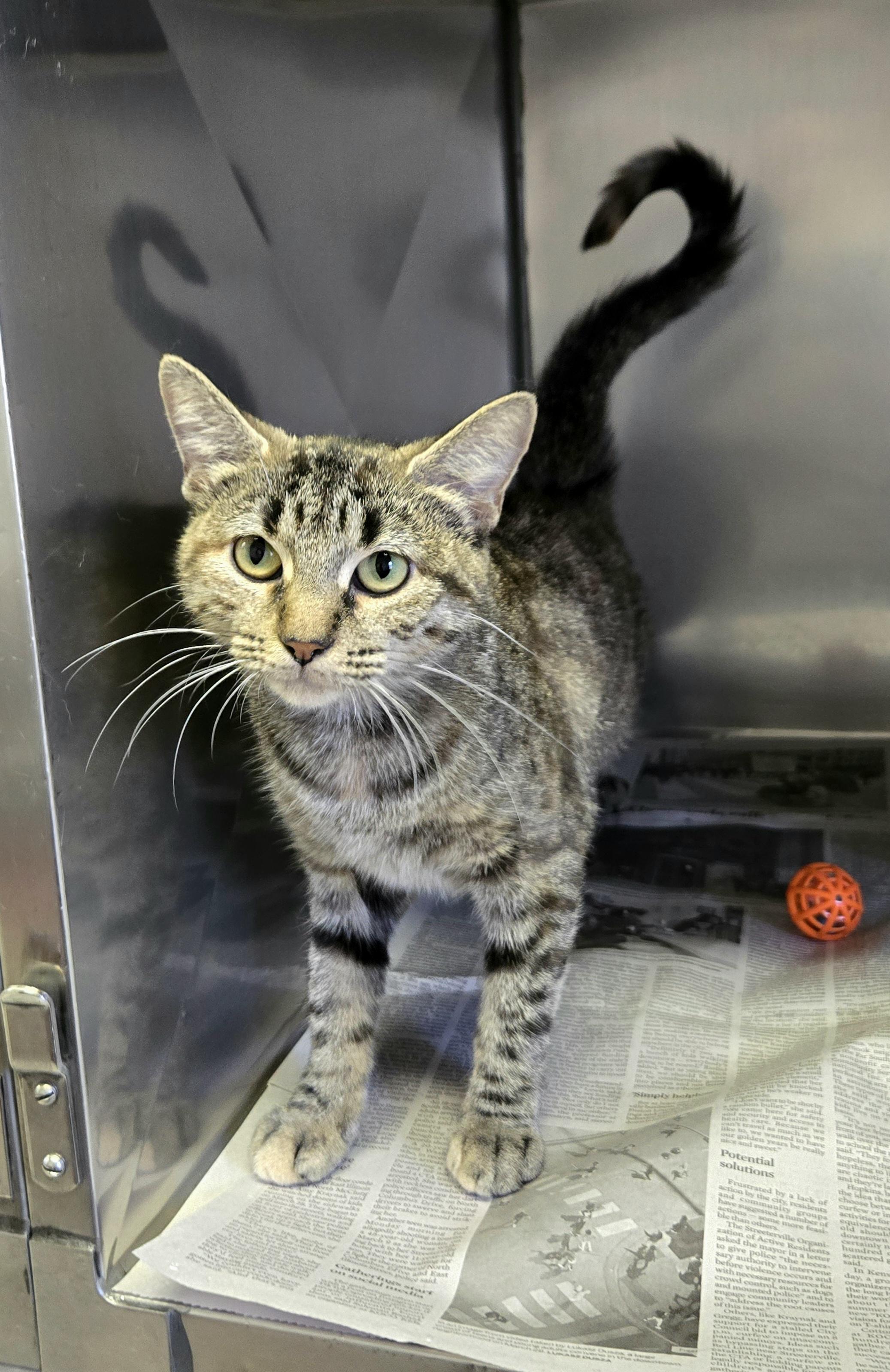 Olive (Super sweet!), Adoptable, Young Female Domestic Short Hair.