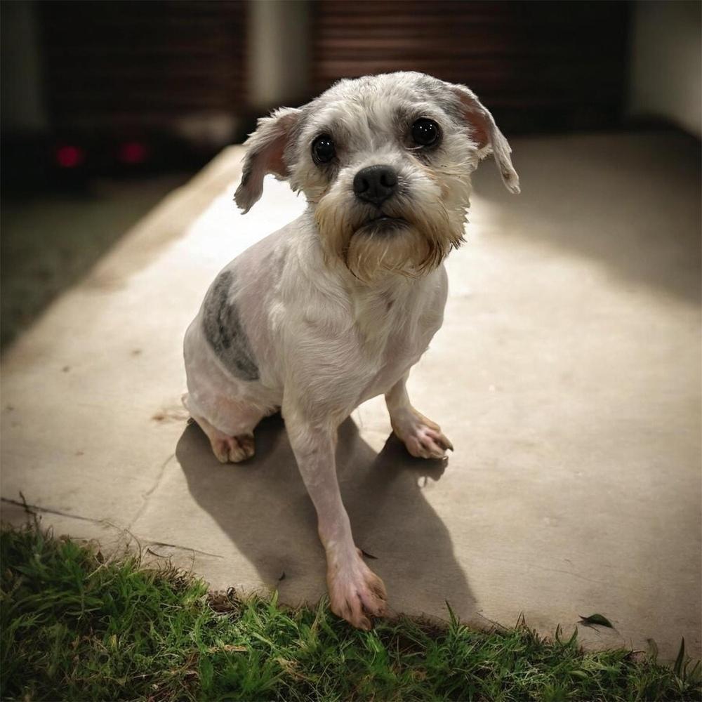 Elton, adopted, Adult Male Maltese.