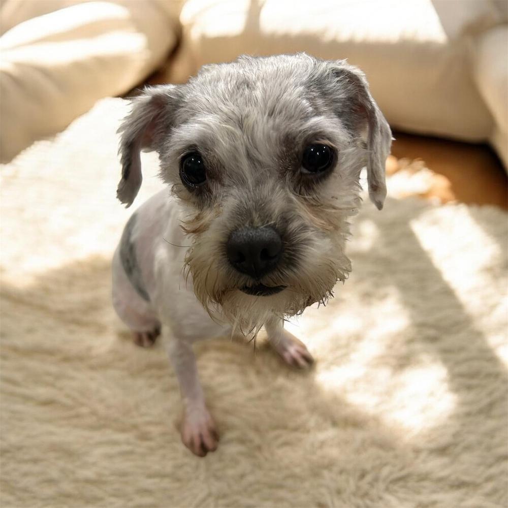 Enlarge Elton, an adopted Maltese in Brownstown, IN image 2/2