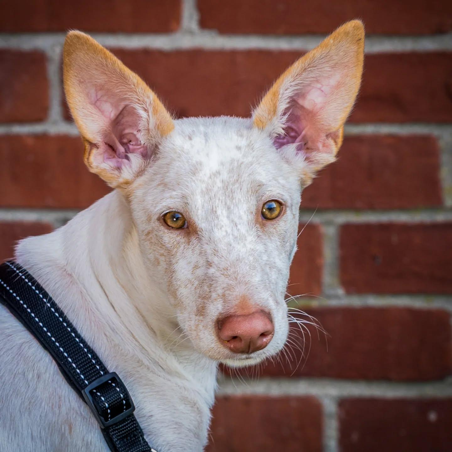 Marco (7 month old Podengo Pup. Reduced Adoption Fee)