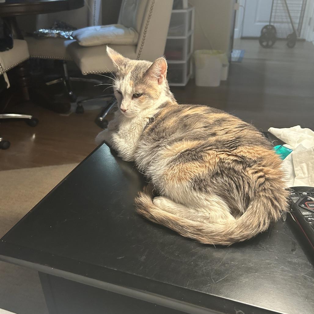 Laramie, Adoptable, Adult Female Domestic Short Hair.