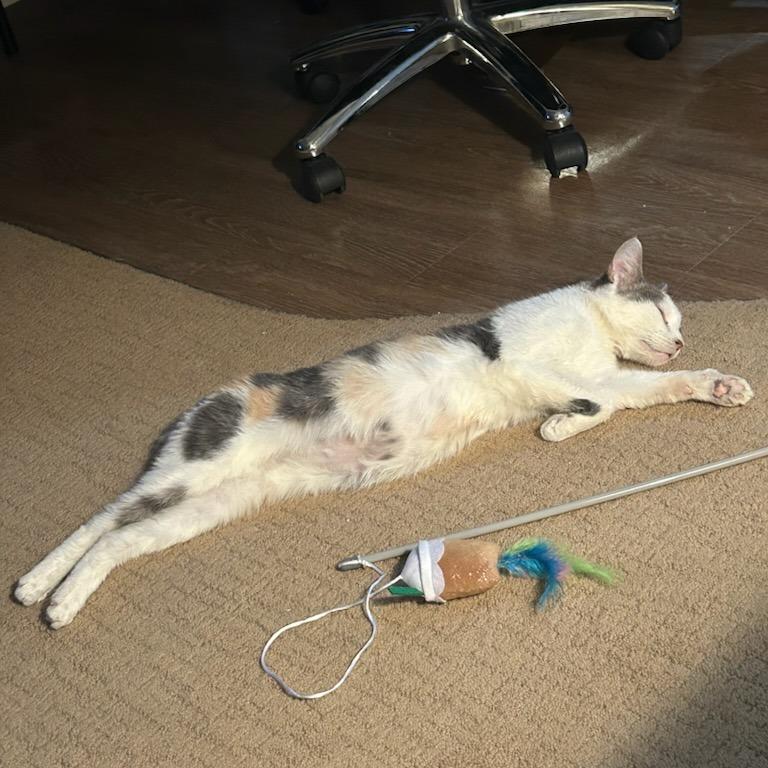 Enlarge Laramie, a Adoptable Domestic Short Hair in Salt Lake City, UT image 2/6