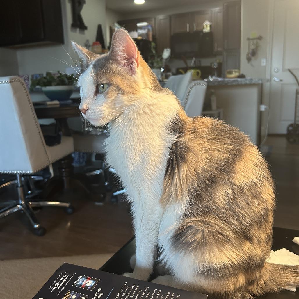 Enlarge Laramie, a Adoptable Domestic Short Hair in Salt Lake City, UT image 3/6