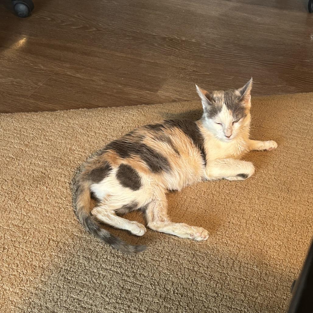 Enlarge Laramie, a Adoptable Domestic Short Hair in Salt Lake City, UT image 4/6