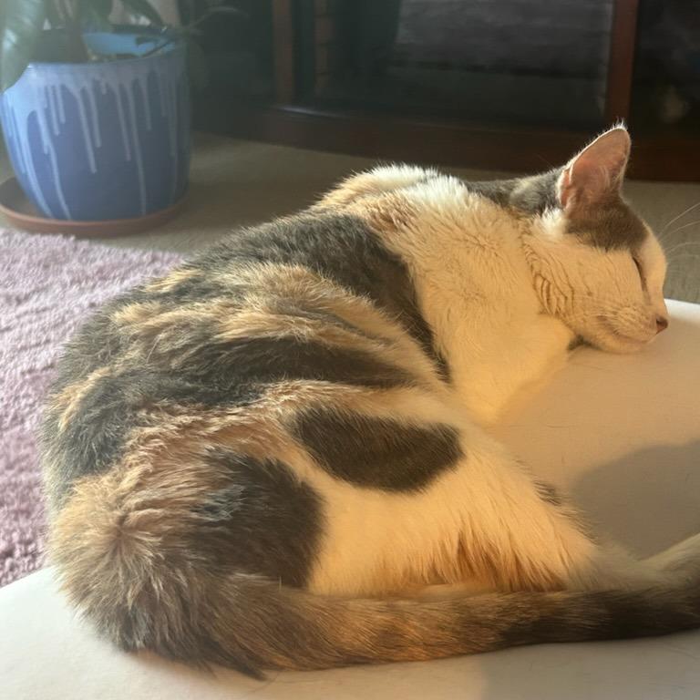 Enlarge Laramie, a Adoptable Domestic Short Hair in Salt Lake City, UT image 5/6