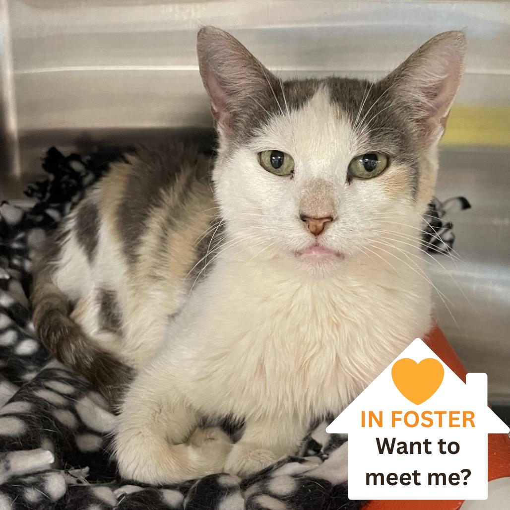 Enlarge Laramie, a Adoptable Domestic Short Hair in Salt Lake City, UT image 6/6