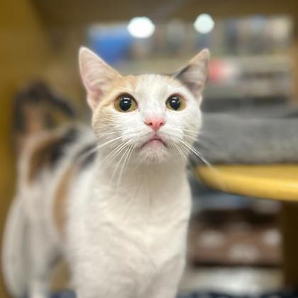 Macaroon — thumbnail 2