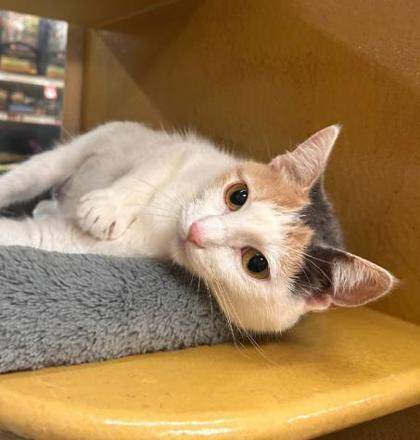 Macaroon — thumbnail 3