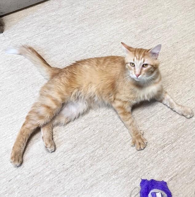 Enlarge Tony, a Adoptable Domestic Medium Hair in Arlington, WA image 1/6
