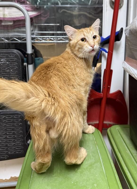 Tony, Adoptable, Adult Male Domestic Medium Hair.