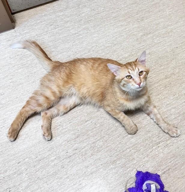 Enlarge Tony, a Adoptable Domestic Medium Hair in Arlington, WA image 3/6
