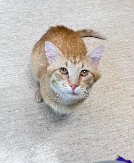 Enlarge Tony, a Adoptable Domestic Medium Hair in Arlington, WA image 4/6
