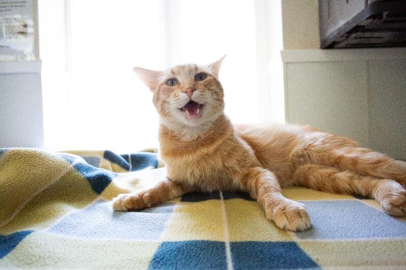 Tony, a Adoptable Domestic Medium Hair in Arlington, WA image 4/6