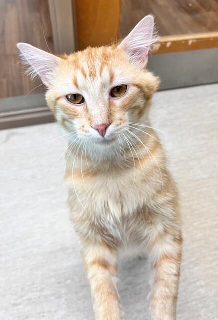 Enlarge Tony, a Adoptable Domestic Medium Hair in Arlington, WA image 5/6