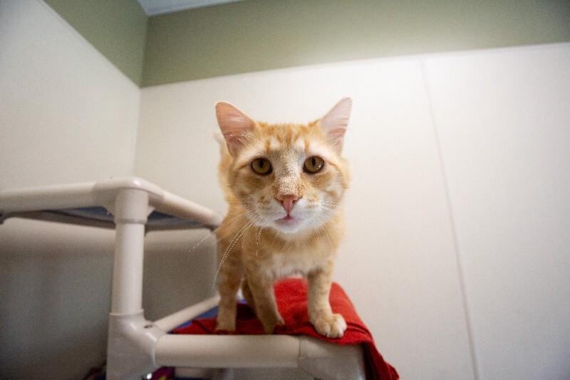 Enlarge Tony, a Adoptable Domestic Medium Hair in Arlington, WA image 6/6