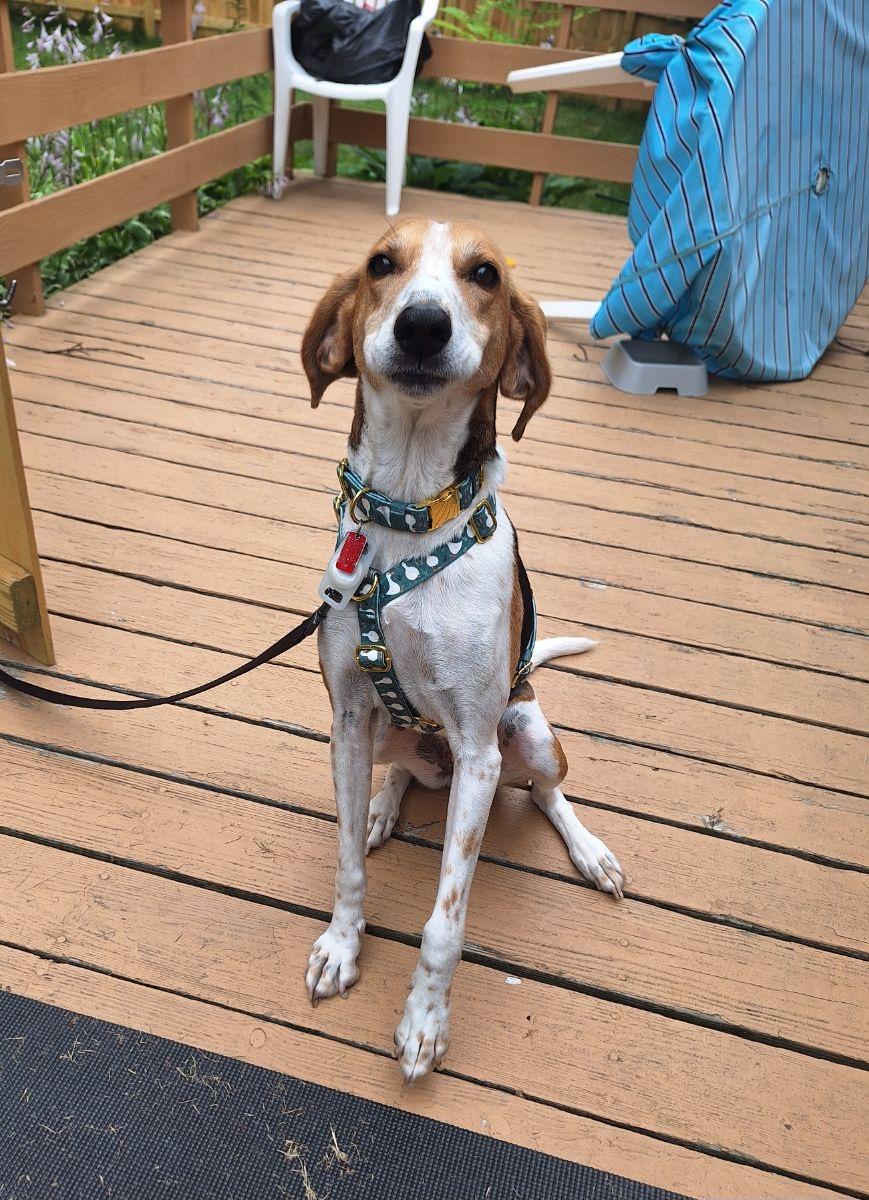 Enlarge All Olive Needs Is Someone to Choose Her, a Adoptable mixed breed in Green Bay, WI image 4/6