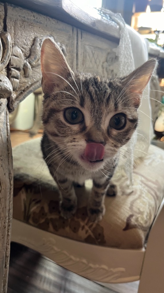 LuLu Rose, Adoptable, Young Female Domestic Short Hair.