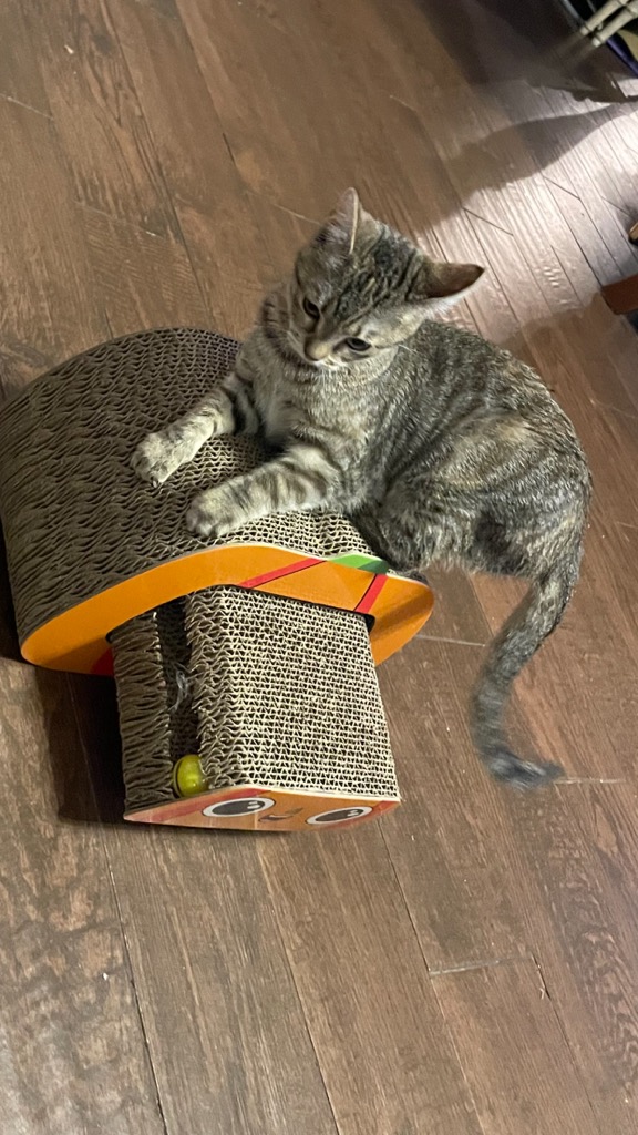 LuLu Rose, a Adoptable Domestic Short Hair in Coppell, TX image 2/3