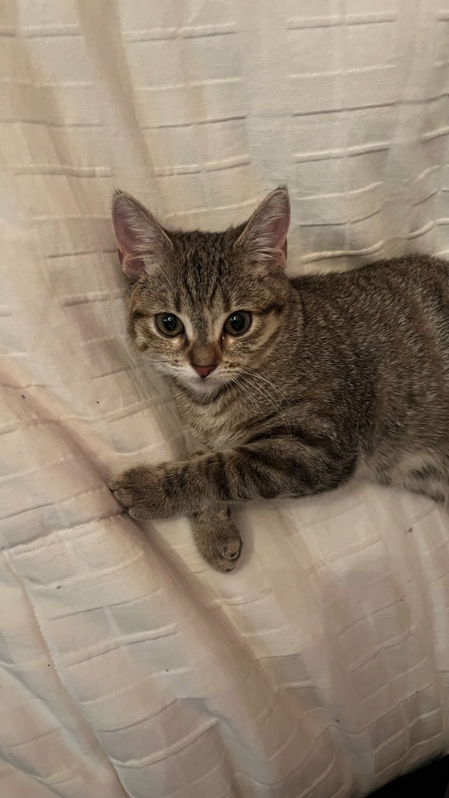 LuLu Rose, a Adoptable Domestic Short Hair in Coppell, TX image 3/3