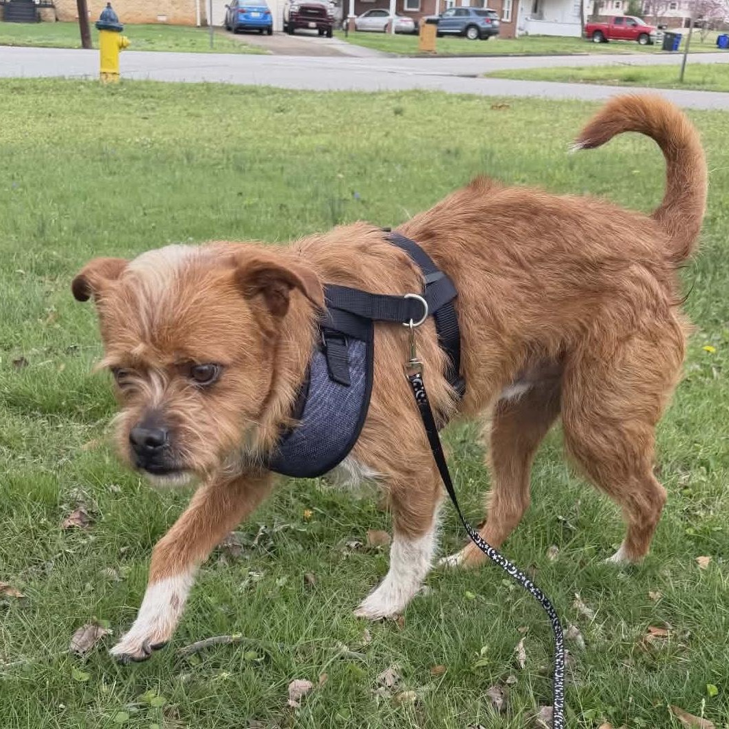 Enlarge Dude, a Adoptable mixed breed in Hopkinton, MA image 4/6