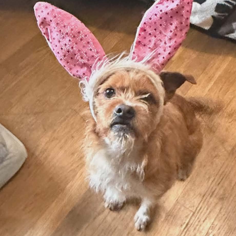 Dude, Adoptable, Adult Male Terrier.