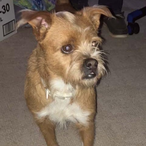 Enlarge Dude, a Adoptable mixed breed in Hopkinton, MA image 6/6