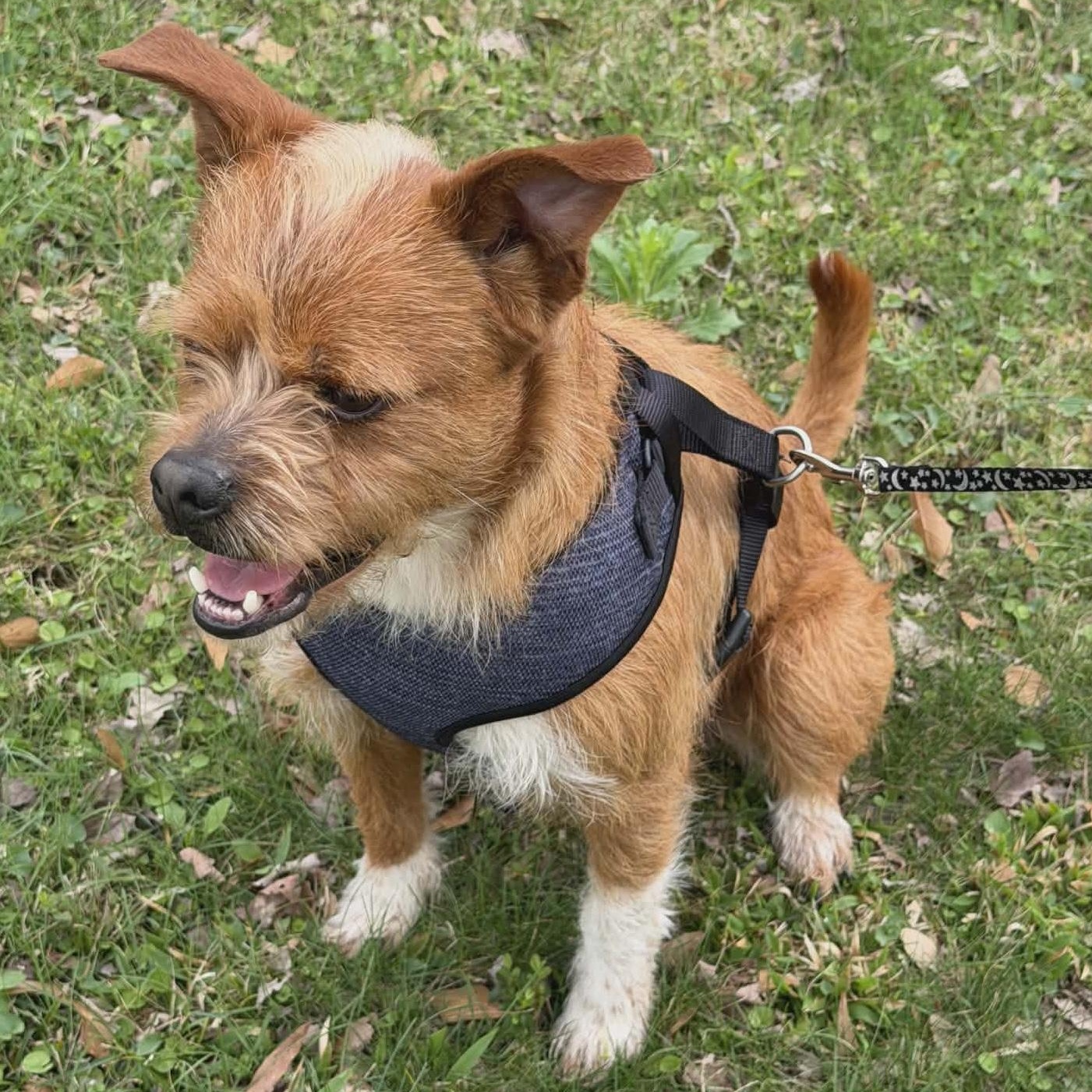Enlarge Dude, a Adoptable mixed breed in Hopkinton, MA image 3/6