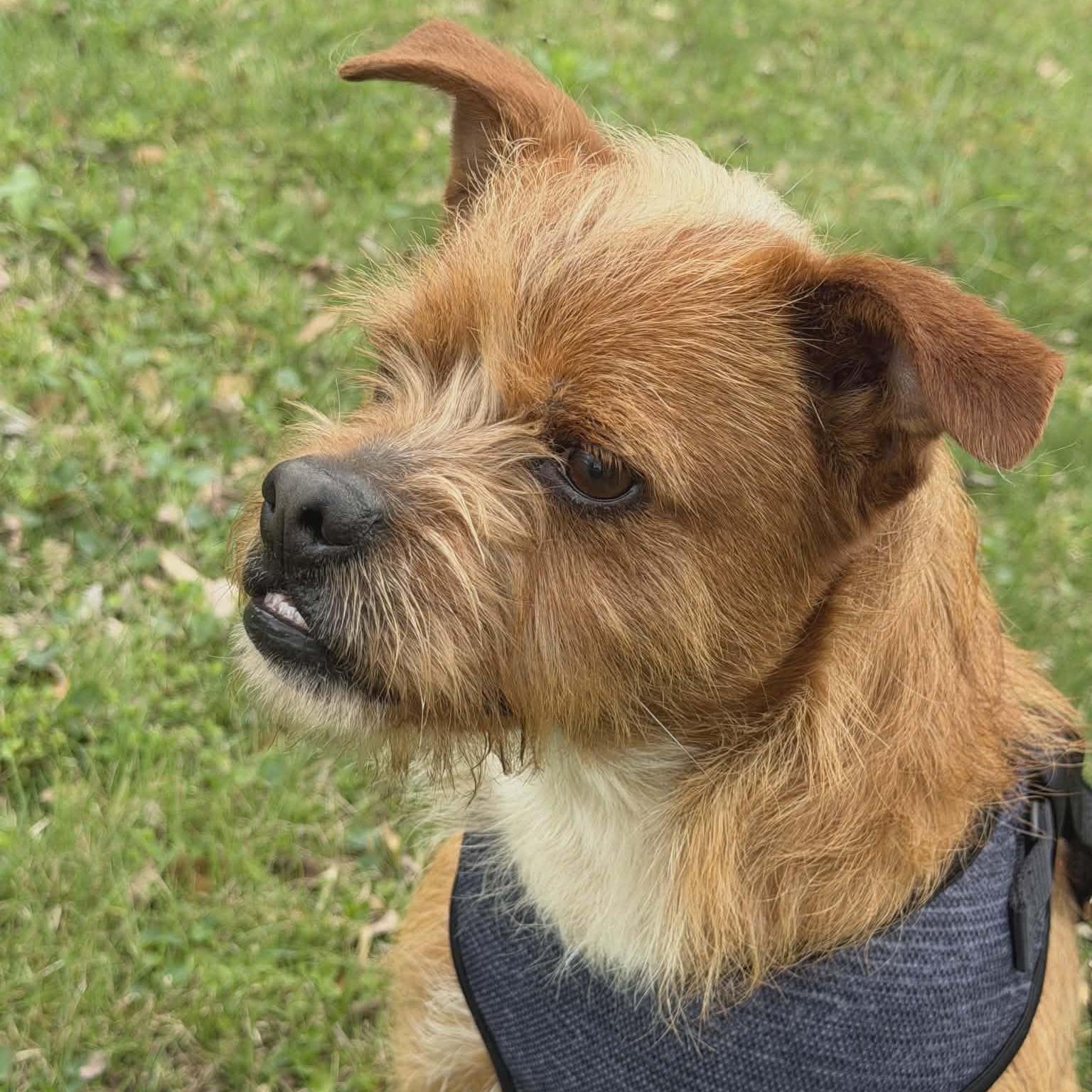 Enlarge Dude, a Adoptable mixed breed in Hopkinton, MA image 2/6