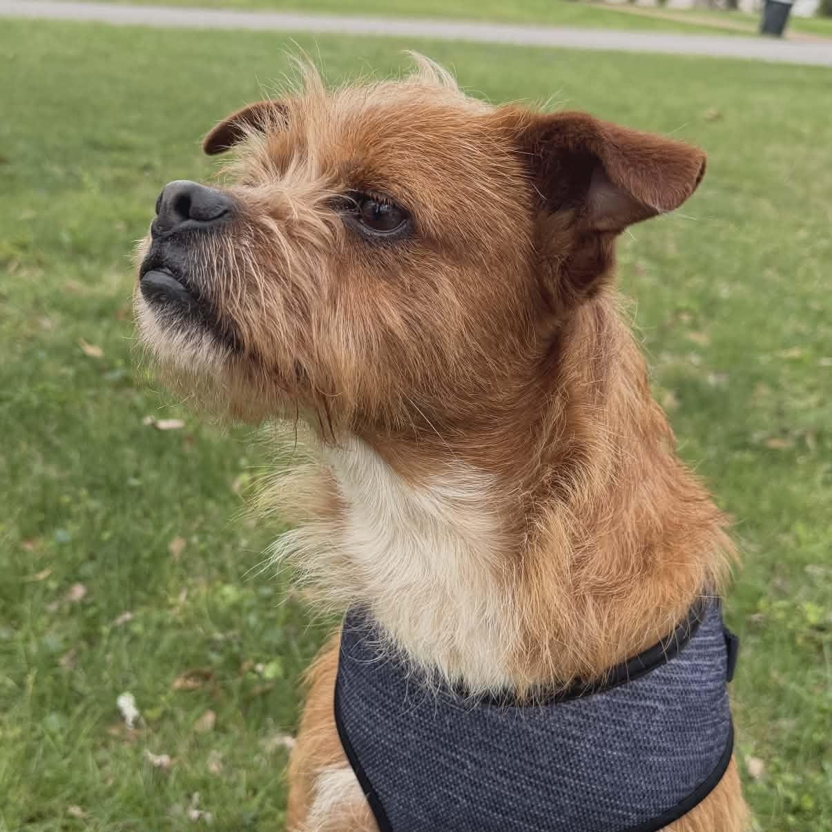 Enlarge Dude, a Adoptable mixed breed in Hopkinton, MA image 5/6