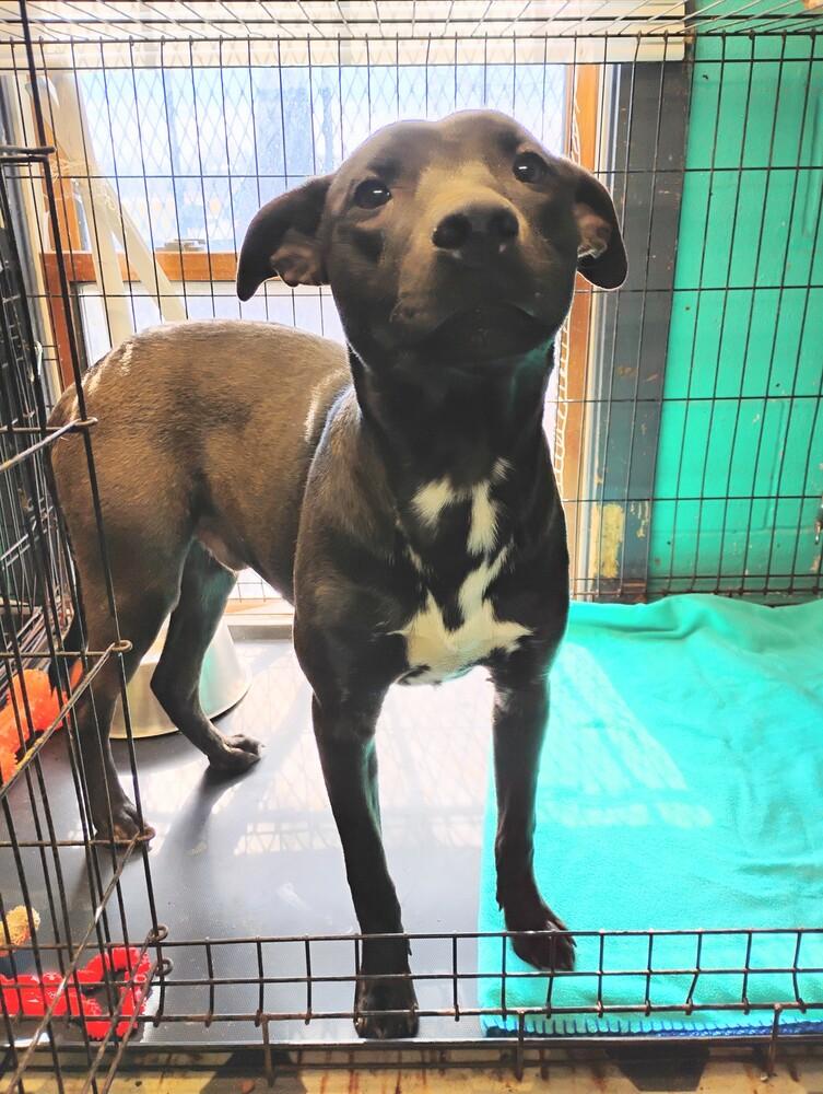 Mork #33, Adoptable, Young Male Pit Bull Terrier.