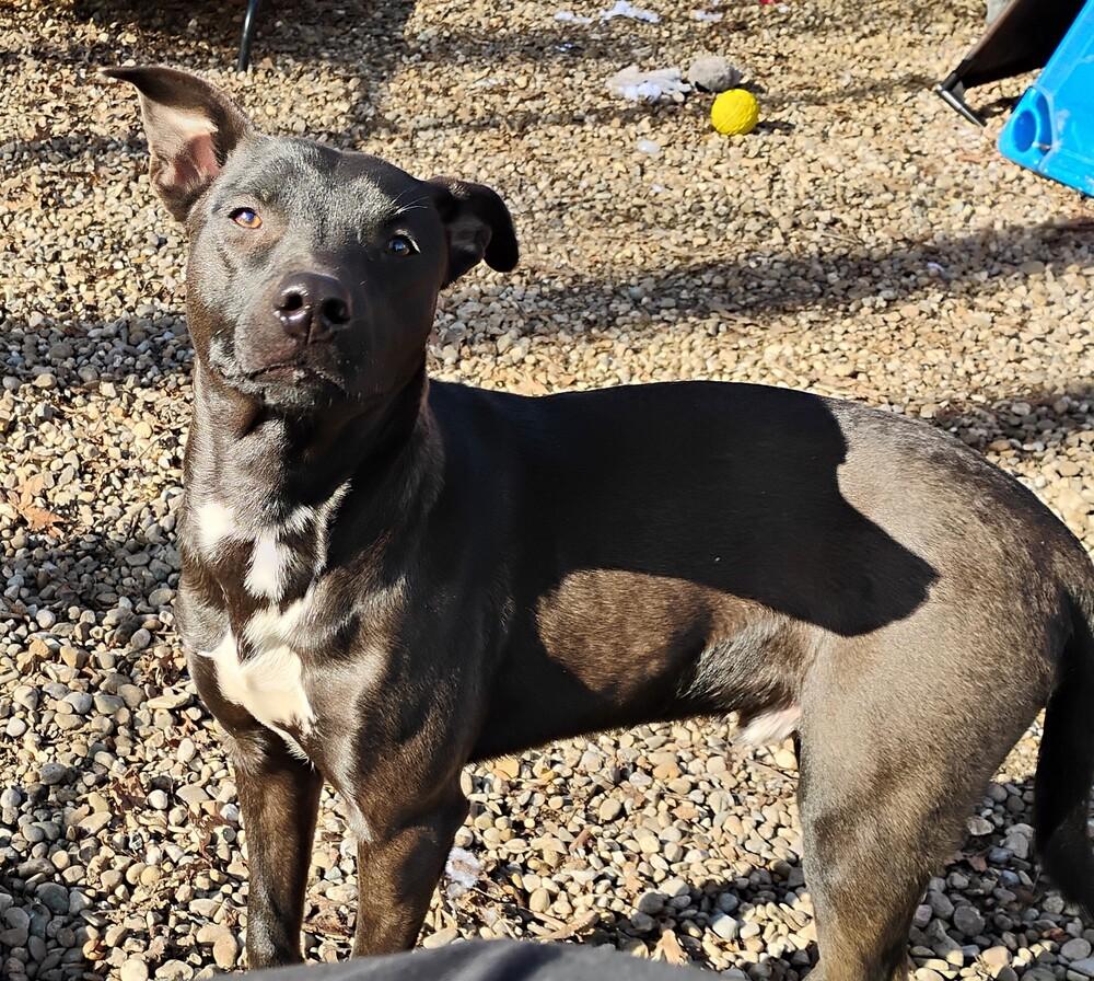 Enlarge Mork #33, a Adoptable mixed breed in New Lexington, OH image 2/2