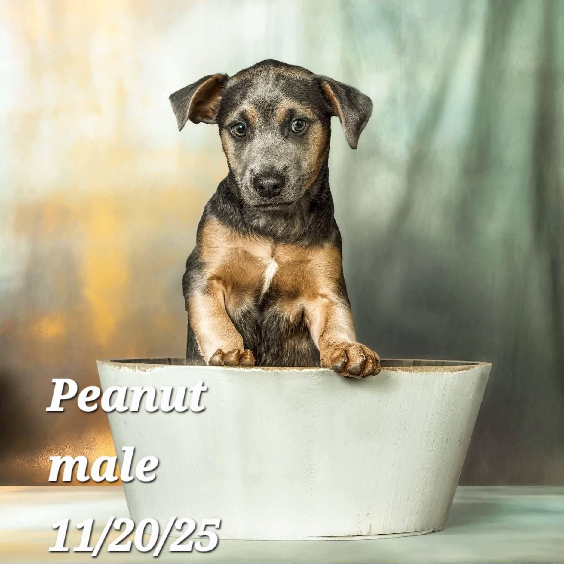Peanut, a Adoptable mixed breed in Concord, CA image 1/2
