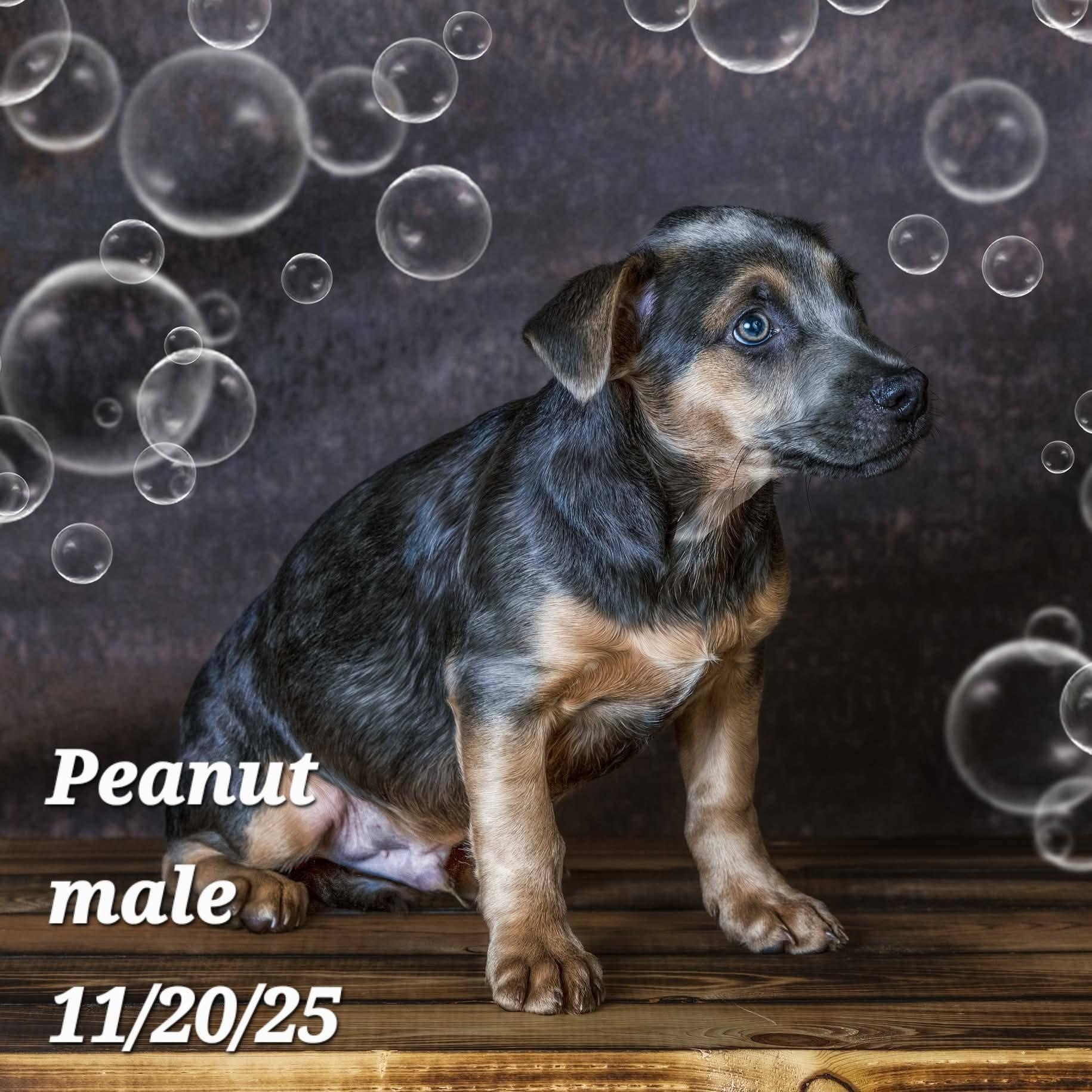 Peanut, a Adoptable mixed breed in Concord, CA image 2/2