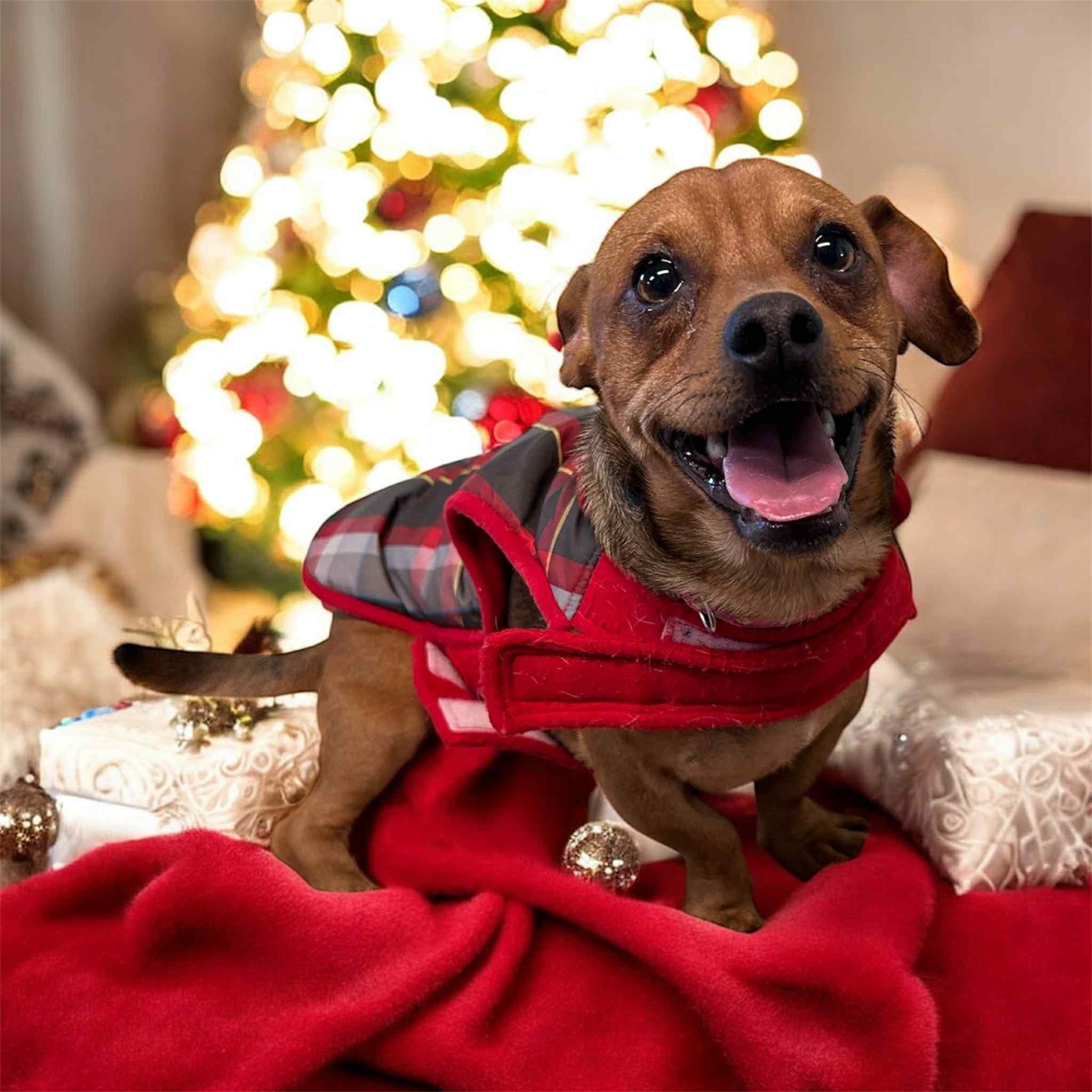 Sawyer, Adopted, Young Male Chihuahua & Dachshund.