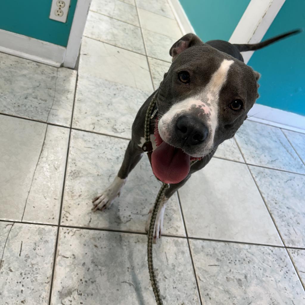 Lydia, Adoptable, Adult Female American Staffordshire Terrier.