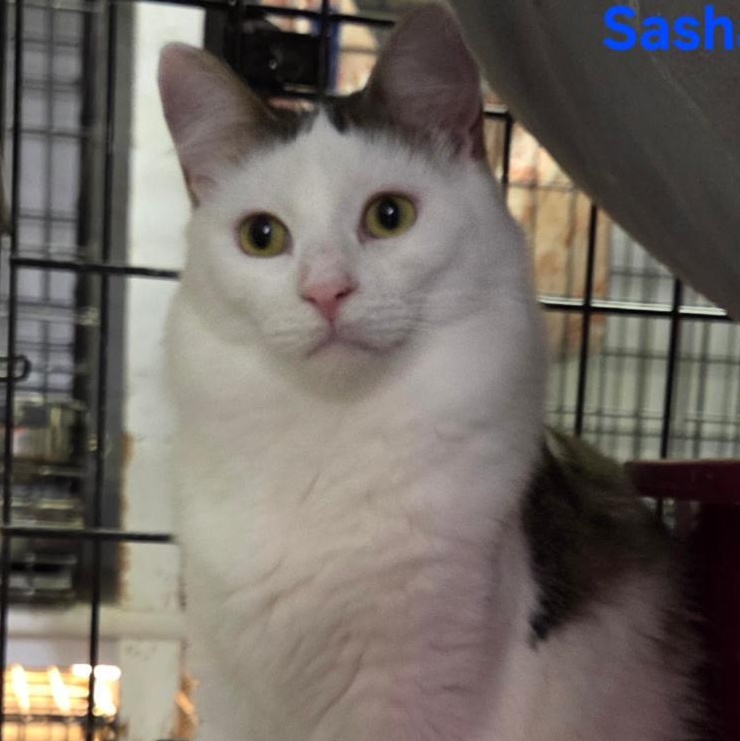 Sasha, adopted, Young Female Domestic Medium Hair.