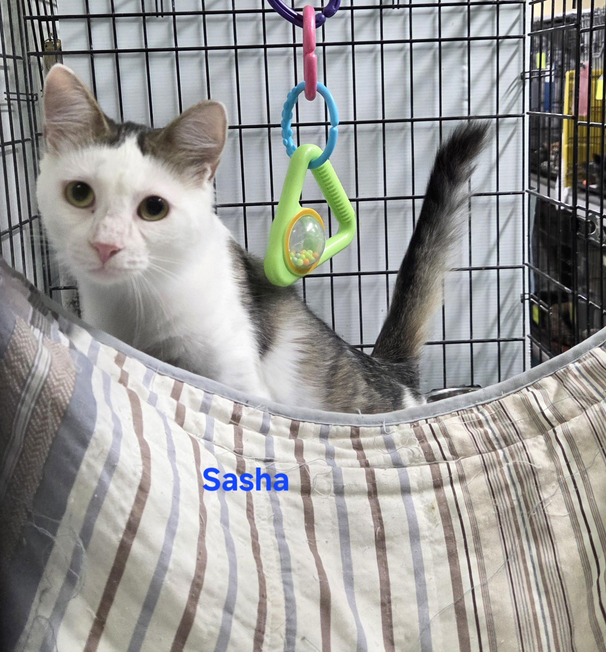 Enlarge Sasha, an adopted mixed breed in Whitewater, WI image 3/4