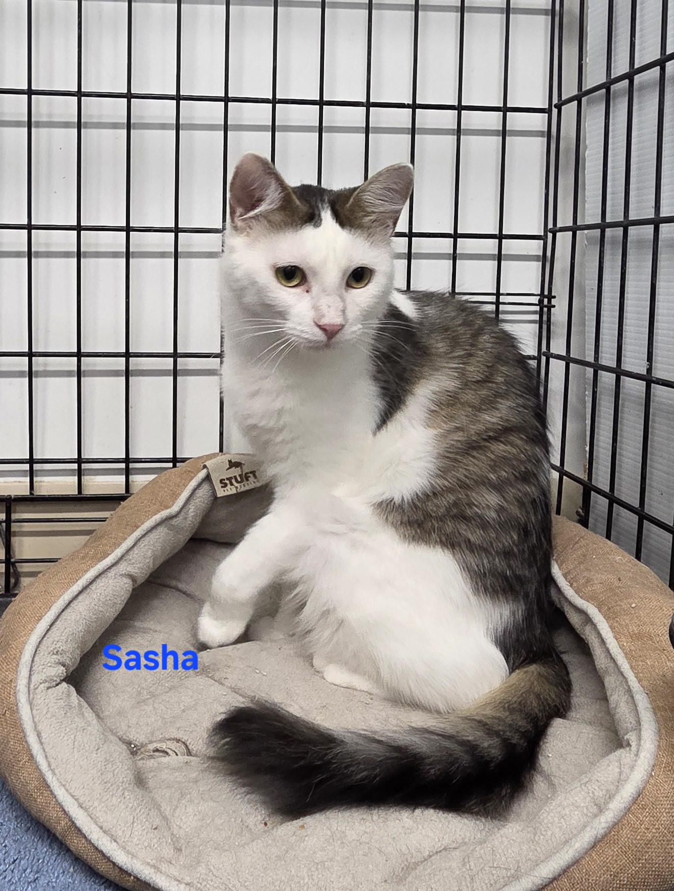 Enlarge Sasha, an adopted mixed breed in Whitewater, WI image 2/4
