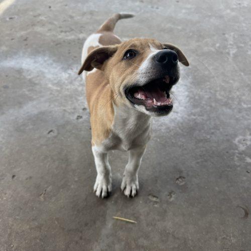 Boomer, Adoptable, Puppy Male Mixed Breed.