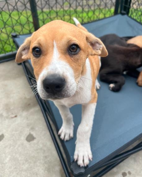 Boomer, Adoptable, Puppy Male Mixed Breed.