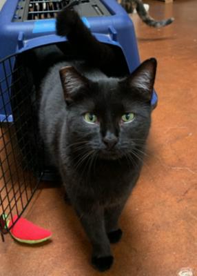 Jazmine, Adoptable, Young Female Burmese & American Shorthair.