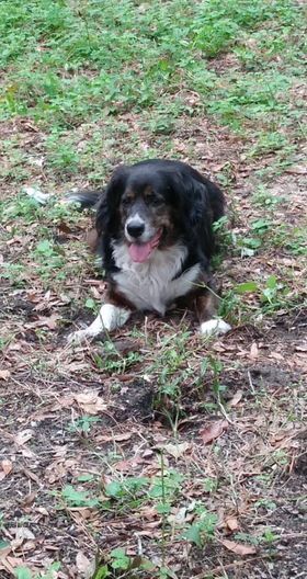 Texas, Adoptable, Adult Female Spaniel & Basset Hound.
