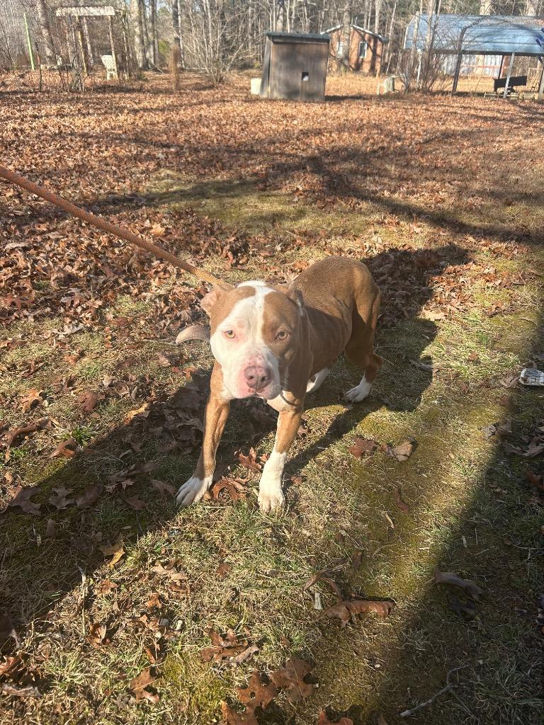 Enlarge Bonnie, a Adoptable mixed breed in Oxford, NC image 1/2