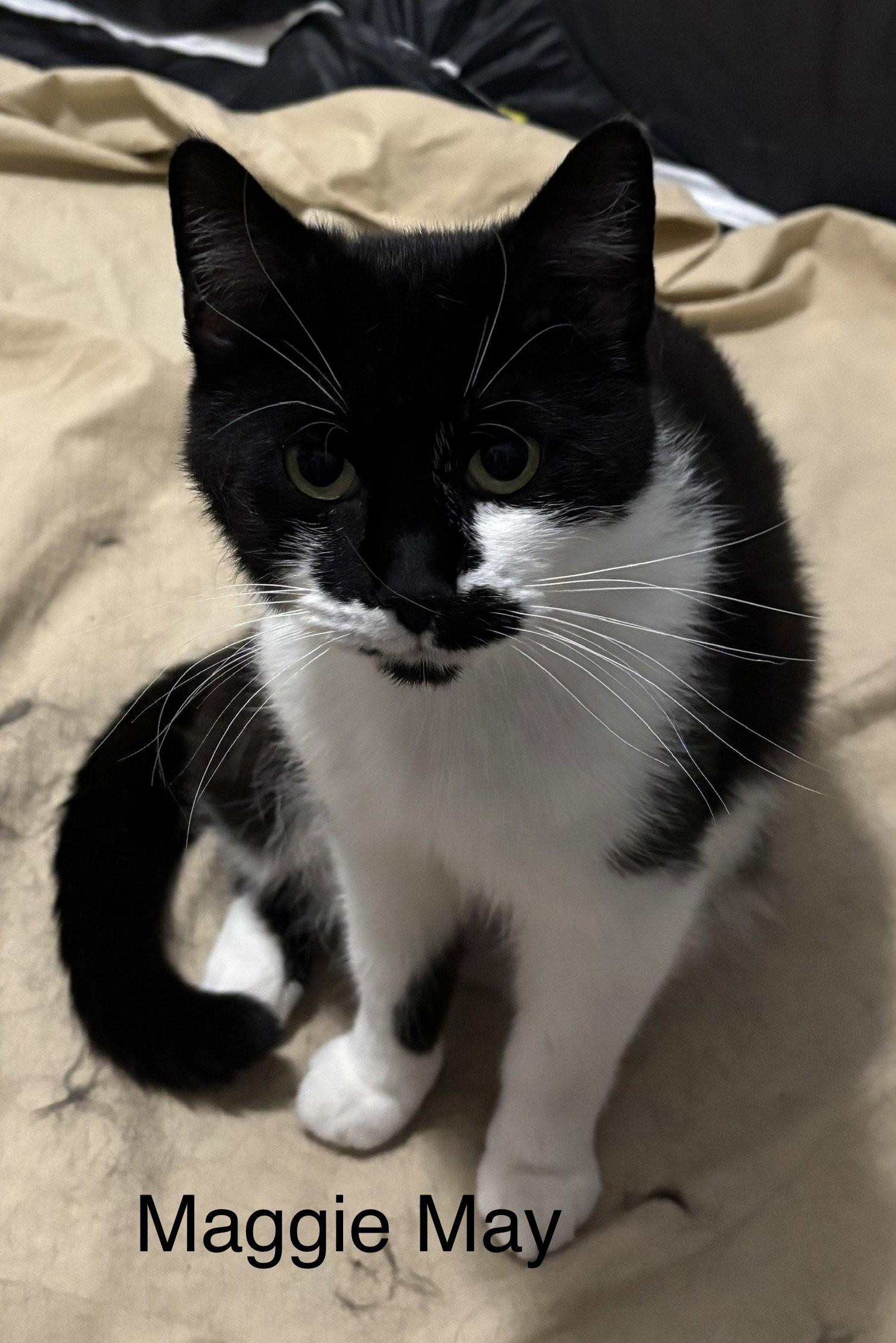 Maggie May, Adoptable, Adult Female Domestic Short Hair.