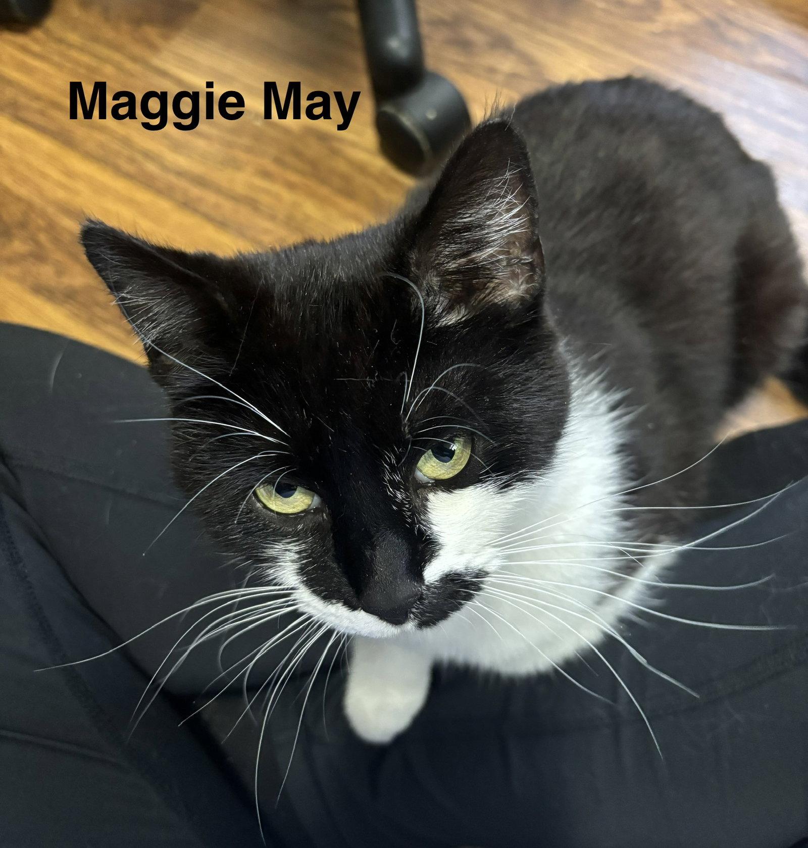 Maggie May, a Adoptable Domestic Short Hair in Naugatuck, CT image 2/3