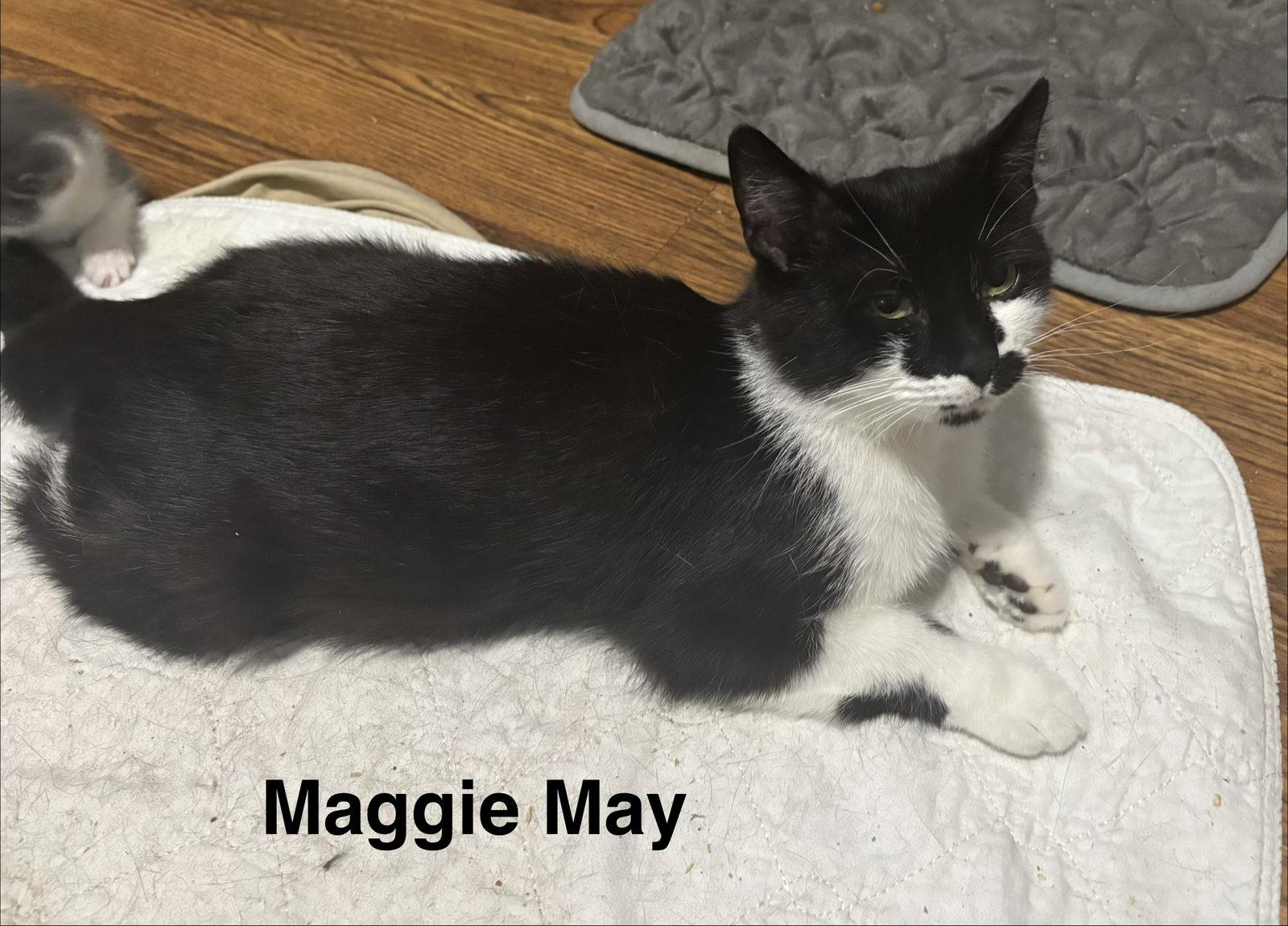 Maggie May, a Adoptable Domestic Short Hair in Naugatuck, CT image 3/3