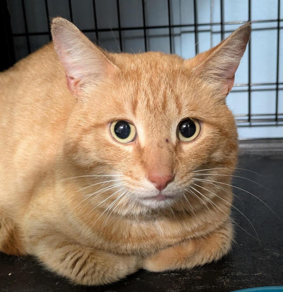 Harris, Adoptable, Adult Male Domestic Short Hair.