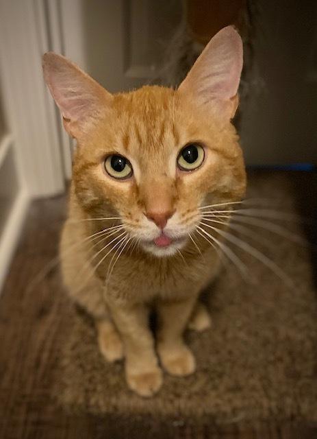 Harris, a Adoptable Domestic Short Hair in Duxbury, MA image 2/4