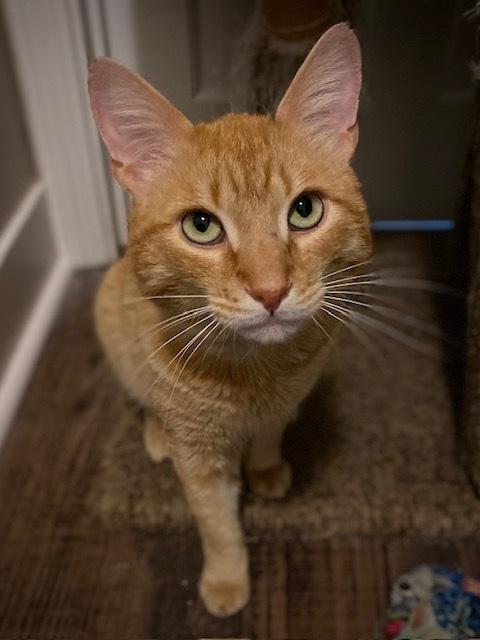 Harris, a Adoptable Domestic Short Hair in Duxbury, MA image 3/4