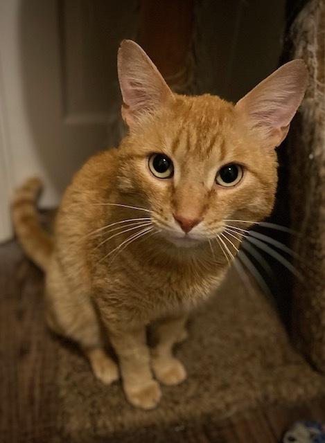 Harris, a Adoptable Domestic Short Hair in Duxbury, MA image 4/4